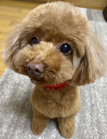 ペットにかける年間支出はどれくらいでしょうか？