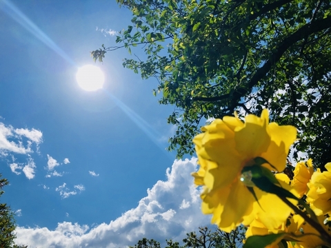 今日は夏至で緊急事態宣言解除！